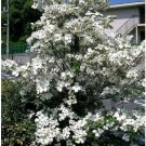Neysastore 10 American WHITE FLOWERING DOGWOOD Small Tree seeds