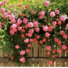 Neysastore 5 PINK CLIMBING ROSE Rosa Bush Vine Climber seeds