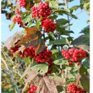 Neysastore 20 AMERICAN HIGHBUSH CRANBERRY Viburnum Trilobum Red Fruit seeds