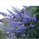Neysastore 25 CHASTE BERRY TREE Vitex Agnus Castus Monk’s Pepper Flower Seeds