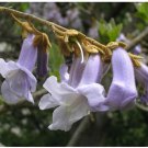 Neysastore 400 ROYAL PAULOWNIA EMPRESS TREE Tomentosa Flower Seeds