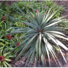 Neysastore 25 BLUE DRACAENA SPIKES Cordyline Indivisa Flower Seeds