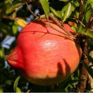 Neysastore 25 POMEGRANATE FRUIT TREE Punica Granatum Red Seeds