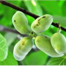 Neysastore 5 PAW PAW FRUIT TREE Indian Banana Asimina Triloba Flower Seeds