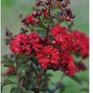 Neysastore 35 RED CREPE MYRTLE Crape Tree Shrub Lagerstroemia Flower Seeds
