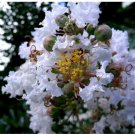 Neysastore 35 LIGHT PINK CREPE MYRTLE Crape Tree Shrub Lagerstroemia Flower Seeds