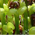 Neysastore 10 CARNIVOROUS COBRA LILY Darlingtonia Californica Flower Seeds