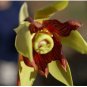 Neysastore 10 CARNIVOROUS COBRA LILY Darlingtonia Californica Flower Seeds