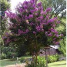 Neysastore 35 Purple Crepe Myrtle Crape Tree Shrub Lagerstroemia Flower Seeds