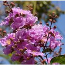 Neysastore 35 Lilac Crepe Myrtle Crape Tree Shrub Lagerstroemia Flower Seeds