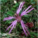 Neysastore 100 Ragged Robin Pink Purplish Lychnis Flos Cuculi Flower Seeds