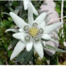 Neysastore 50 EDELWEISS Leontopodium Alpinum Flower Seeds