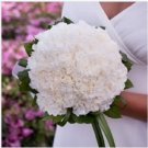 Neysastore 50 White Carnation Caryophyllus Grenadin Flower Seeds