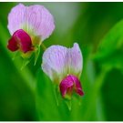 Neysastore 50 AUSTRIAN WINTER PEA Caley Flower Pisum Sativum Ground Cover Crop Legume Seeds