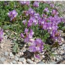 Neysastore 10 GROUND PLUM Flower Cover Ground Plum Milkvetch Astragalus Crassicarpus Seeds