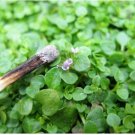 Neysastore 20 CORSICAN MINT Mentha Requienii Herb Fragrant Ground Cover Flower Seeds