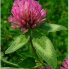 Neysastore 1500 RED CLOVER Monarchs Trifolium Pratense Rose Mauve Flower Ground Cover Seeds