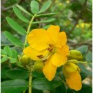 Neysastore 50 SENNA / ALEXANDRIAN CASSIA Angustifolia True Indian Yellow Flower Seeds