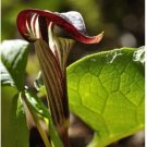 Neysastore 5 JACK IN THE PULPIT Arisaema Triphyllum Shade Flower Seeds