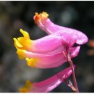 Neysastore 50 ROCK HARLEQUIN Pink & Yellow Corydalis Sempervirens Flower Seeds