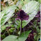 Neysastore 5 BLACK BAT FLOWER Tacca Chantrieri Cat’s Whiskers Devil Flower Seeds
