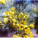 Neysastore 50 Yellow FEATHERY CASSIA Green Senna Artimoides Flower Seeds