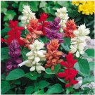 Neysastore 100 PALISADES MIXED COLORS SALVIA Horminum Sage Flower Seeds
