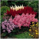 Neysastore 50 MIXED COLORS ASTILBE BUNTER Simplicifolia Shade Flower Seeds
