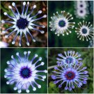 Neysastore 20 Rare Blue Daisy Plants Flower Seeds