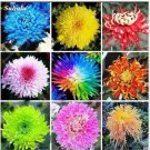 Neysastore 20 Rainbow Chrysanthemum Flower Seeds rare color Home Garden