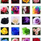 Neysastore 20 kind different colors of flower seeds