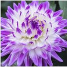 Neysastore 20 Rare Purple Beautiful Perennial Dahlia Flowers Seeds