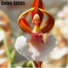 Neysastore 100pcs Orchid Seed Flower Seeds Rare Home Garden
