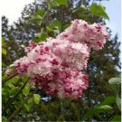 Neysastore 25 Pink White Lilac Seeds Tree Fragrant Hardy Flower