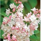 Neysastore 25 Light Pink Lilac Seeds Tree Fragrant Hardy