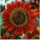 Neysastore 100 Sunflower Red Sun seeds