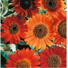 Neysastore 100  Sunflower Earthwalker Seeds