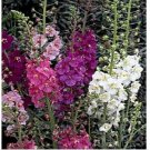 Neysastore 100 Verbascum Mullein Phoeniceum Mix seeds