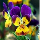 Neysastore 200 Johnny Jump-up  Viola Tricolor Seeds