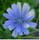 Neysastore 400 Chicory (Cichorium Intybus) Seeds