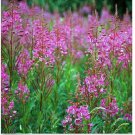Neysastore 100  Fireweed-(Epilobium Angustifolium) Seeds
