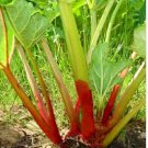 Neysastore 25 Rhubarb Victoria (Rheum Rhabarbarum) Seeds