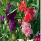 Neysastore 50 Balsam- Camelia- (impatiens double) mix seeds