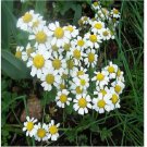 Neysastore 100 Chamomile- German (Matricaria Recutita) Seeds