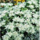 Neysastore  25 Snow on the Mountain-Euphorbia Marginata seeds