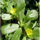 Neysastore 200 Purslane (Portulaca Oleracea Sativa) seeds