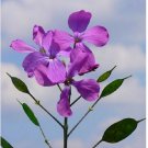 Nesyastore 50 Money Plant- Violet-(Lunaria Biennis) Seeds