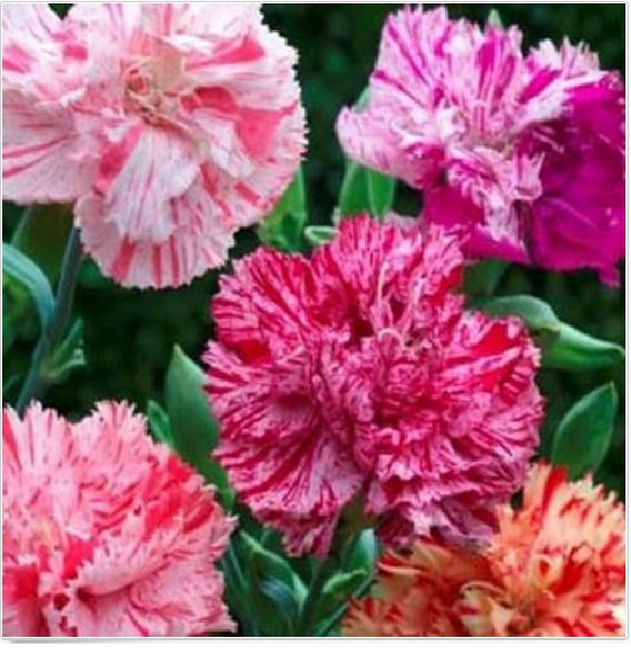 Neysastore 50 Carnation (Dianthus Caryophyllus) Picotee Mix seeds