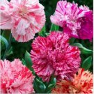 Neysastore 50 Carnation (Dianthus Caryophyllus) Picotee Mix seeds