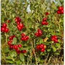Neysastore 25 Mountain Cranberry (Vaccinium Vitis-idaea) Seeds